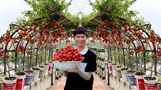 30 Days Fast: Rooftop Turned Into A Fruit-laden Tomato Garden - Believe It or Not?