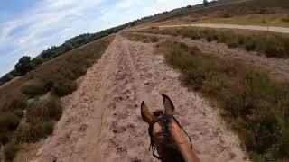 Buitenrit Veluwe heidegebied [GoPro 8 Black]