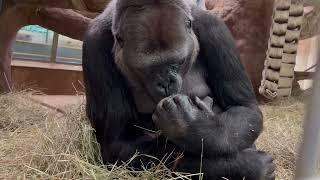 Western Lowland Gorilla Calaya Cradles Newborn at Smithsonian's National Zoo