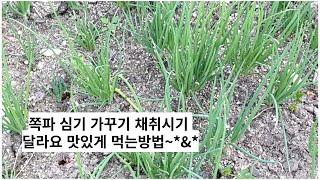 쪽파심기 가꾸기 채취시기 달라요. 맛있게 먹는방법~^^