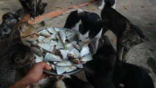 Cats raw feeding - Cats eating fish - Kitten eating fish | The Gohan Dog And Cats