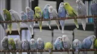 インコ式静岡新聞 ３０秒ver.(budgies' news service of Shizuoka Newspaper in 2030)