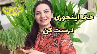 سبزه ی عید رو حتما با این دانه درست کن/آموزش سبزه ی ذرت برای هفت سین