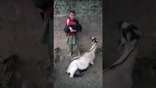 Very beautiful goat/ #village#gaot#dailyvlog#pakistanilife#shortsviral#funny#viralshort