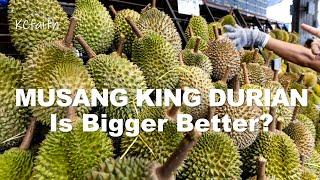 Musang King Durian.  Is Bigger Better?