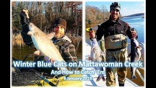 WINTER BLUE CATFISH: HOW to CATCH 'EM; Mattawoman Creek, 6 January 2019