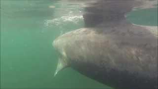Basking shark in North Scotland, underwater footage