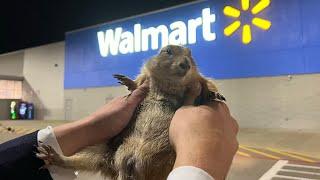 Big Ounce Robs a Walmart *cops called*