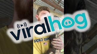 Making Sloth Friends || ViralHog