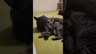 Lina e Gatty #shorts #shortsvideo #short #shortvideo #shortfeed #cat #cats #gatti #funny #funnycats