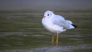 Black-headed Gull at Caswell Bay, Gower