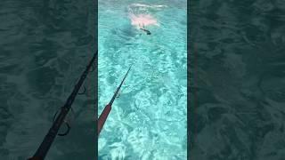 GIANT FISH destroys a Topwater lure!!! #fishing #shorts