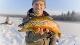 Ice fishing Tigers & Brown Trout - Alberta Canada