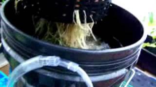Easiest DWC Hydroponic System