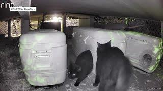 Omaha cat caretakers build winter shelters to support outdoor cats