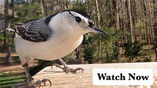 White-breasted Nuthatch Call / Sounds