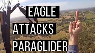 Wedgetail Eagle Attacks Paraglider