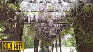 [4K]Wisteria trellis in Tsukisamu Park 2023 | Toyohira Ward Sapporo Hokkaido Japan[Binaural ASMR]