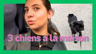 J’ai 3 chiens ? / vlog 