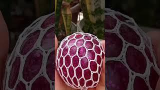 mesh squish ball#anti stress squishy#grape relief ball#ytshort#viralshort