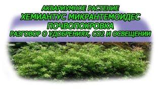 Аквариумное растение Хемиантус микрантемоидес, почвопокровка  Разговор о аквариумном удобрении, осве