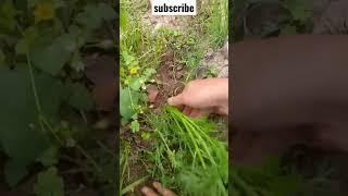 how to grow carrot in kitchen garden #youtubeshorts #food #viral #Homediaries