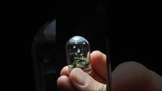 Forest Gems   ...#tinythings #minithings #miniature  #diorama #miniatures #mushroom #mushroomart