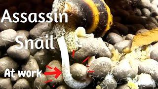 Try This | Assassin snail eating technique | How to control Pest Snail and Detritus Worm @LushAqua