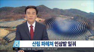 [대전MBC뉴스]'축구장 3개' 불법 개간...인삼밭 둔갑