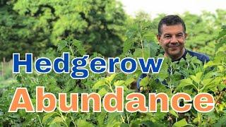 Easy Edible Hedgerow | Gooseberry, Fig, Yarrow, Mint Polyculture