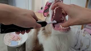 How to Brush Dog Teeth with an Electric Toothbrush - Oral-B Edition