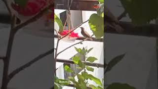 sunbird at diy #birdfeeder.#youtubeshorts #shorts #sunbird