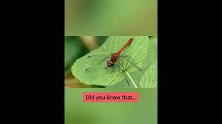 Ruddy Darter Dragonfly: Nature's Colorful Acrobat #shorts