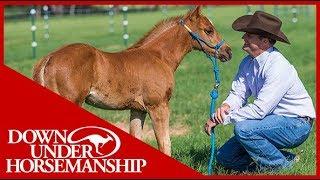 Clinton Anderson: Foal Training - Downunder Horsemanship