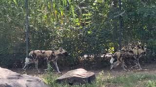 A group of African hunting dogs