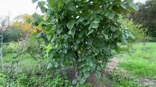 Shangri la, Illinois everbearing, Tice, Wacissa, Silk Hope Mulberries..What Do They Have In Common?