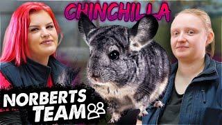 SO HÄLTST DU CHINCHILLAS | NORBERTS TEAM | Zoo Zajac