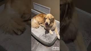 It’s not that hard! #buddy #dogsoftiktok #tiktokdogs #goldenretriever #dog #dogs #fyp #cutedog