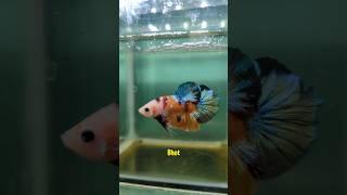 Bought Vibrant Female Betta Fish! #ytshorts #shorts