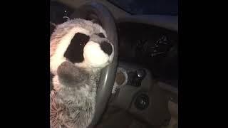 How to drive a car as a raccoon 