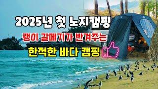 ️ 2025년 새해 첫캠핑! 노지캠핑에 개방된 화장실! 와우! 괭이갈메기가 반겨주는 환상적인 바다뷰!