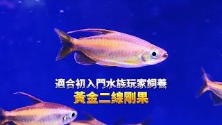 適合初入門水族玩家飼養-黃金二線剛果(Phenacogrammus aurantiacus)