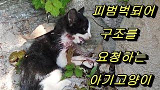 목이 3군데 물린 죽기 직전의 새끼 길고양이를 구조했어요!!!