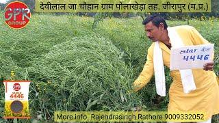 GPR GROUP सरसों की बेस्ट वेरायटी, #4446 Mustard Best Variety