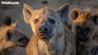 Wet animals & wetter guides - SafariLIVE Sunrise - 08 November 2024