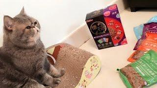 異國短毛貓多多試食日本懷石料理乾糧~Exotic Shorthair try japan cat treats~