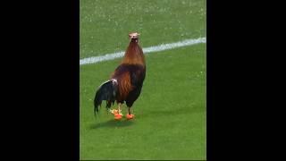 Why Football is the Wildest Sport on Earth