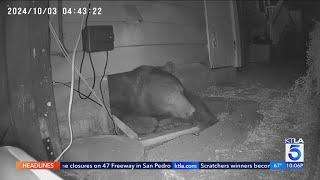 Bear living under Monrovia home