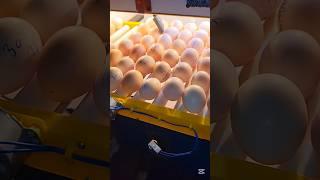 Aseel Eggs Hatching: The Ultimate Showdown