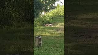 Pig looking for a nice spot to rest #nature #travel #pigs #natural #naturelovers